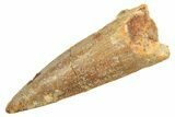 Fossil Spinosaurus Tooth - Real Dinosaur Tooth #298396-1